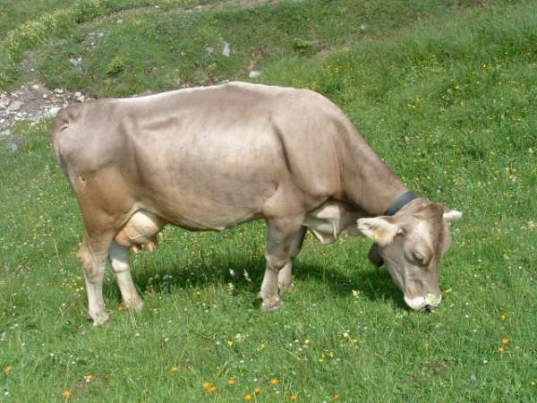 Kuh auf dem Weg zur Htte