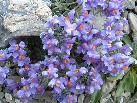 Blumen am Wegrand
